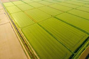 The rice fields are flooded with water. Flooded rice paddies. Agronomic methods of growing rice in the fields. photo