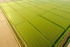 The rice fields are flooded with water. Flooded rice paddies. Agronomic methods of growing rice in the fields. photo