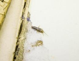 Insect feeding on paper - silverfish photo