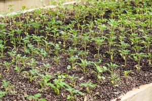 Seedlings of tomato. Growing tomatoes in the greenhouse photo