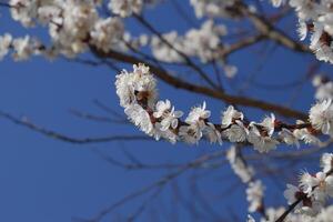 Spring flowering trees. Pollination of flowers of apricot. Blooming wild apricot in the garden photo