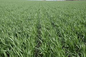 Spring winter wheat field photo