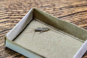 silverfish in a matchbox. Pest books and newspapers. Insect feeding on paper - silverfish photo