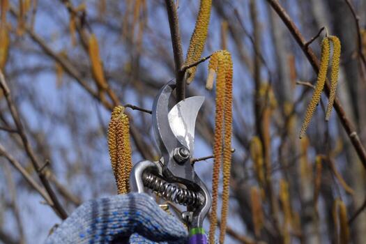 Trimming tree with a cutter. Spring pruning of fruit trees. photo