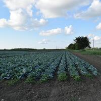 el repollo campo foto