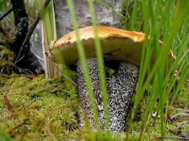 Edible mushrooms in the forest litter. Mushrooms in the forest-t photo