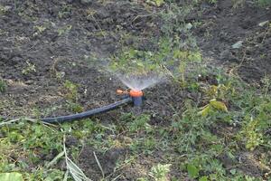 riego el camas de tomate plántulas utilizando un boquilla aspersor. foto