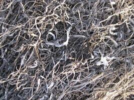 Background from the ashes of the burnt grass photo