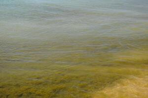 Coastal sea waves. Seawater with seaweed. Coastal algae. Sea beach. photo