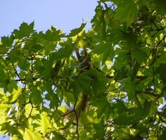 A squirrel on the branches of a maple. The squirrel is a forest rodent photo