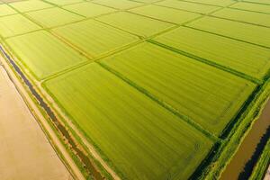 The rice fields are flooded with water. Flooded rice paddies. Agronomic methods of growing rice in the fields. photo