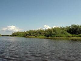 River landscape. Northern reindeer in summer forest. The sky, gr photo