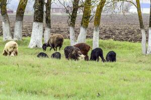 The sheep graze on the side of the road near the trees photo