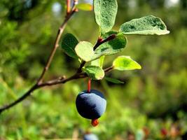 Blue berries of blueberries on bushes. Berries in the tundra photo