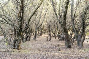 Autumn landscape in the forest. November, fallen leaves and bare branches of trees. photo