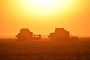 Harvesting by combines at sunset. photo