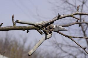 Secateurs hanged on a pear branch. Pruning pear branches pruners. photo