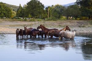caballos caminar en línea con un contracción río. el vida de caballos foto