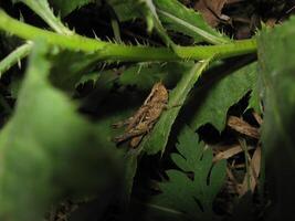 grasshopper in a native habitat photo