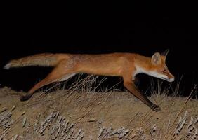 Red fox, a dog-like animal. The fox is looking for food at night photo