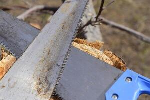 Two saws hacksaws lie across. Garden tool saw. photo