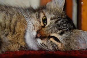 un a rayas gato mentiras en el alfombra. Doméstico gato. foto