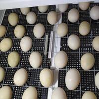 The eggs of a musky duck lying in an incubator. photo