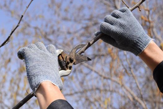 Pruning prunus pruning shears. Trimming tree with a cutter. Spring pruning of fruit trees. photo