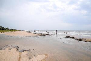 Coast of the sea after a storm. Thrown the trees ashore photo