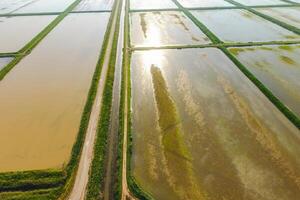 The rice fields are flooded with water. Flooded rice paddies. Agronomic methods of growing rice in the fields. photo