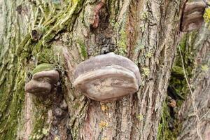 tinder fungus on a tree bark photo