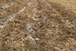 Planting potatoes in the garden photo