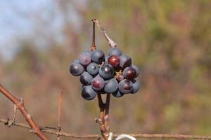 vino uvas en el enredadera, otoño en el viñedo. foto