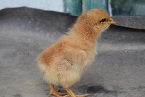 el pequeño pollo foto