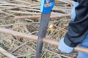 Sawing with a hand saw of a wood branch. photo