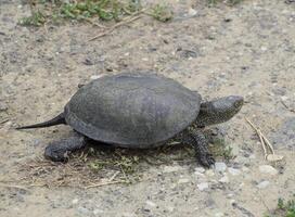 The tortoise lies on bare soil. Ordinary river tortoise of temperate latitudes. The tortoise is an ancient reptile. photo