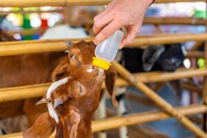 Feeding milk to a goatling in contact zoo in Thailand photo