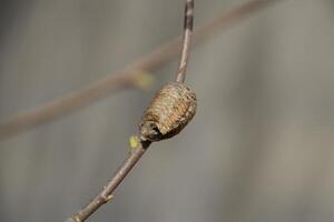 Ootheca mantis on the branches of a tree. The eggs of the insect laid in the cocoon for the winter are laid. Ooteca on a branch of hazelnut photo