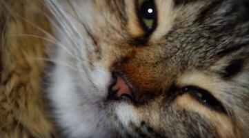 Muzzle of a striped cat. Domestic cat. photo