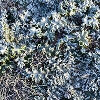 Leaves of grass with snow. Frozen ground. Background of the soil and snow photo