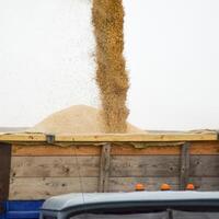 Unloading screw a combine harvester. Unloading grain from a combine harvester into a truck body photo