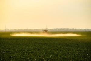 tractor con el ayuda de un rociador aerosoles líquido fertilizantes en joven trigo en el campo. foto