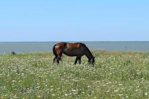 The grazed horse photo