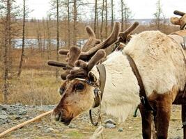 Reindeer in the tundra. Pastures for deer. Reindeer breeding. photo