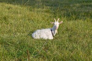 Goats grazing in the meadow photo