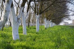 Whitewashed tree trunks along the road. Apricots along route with a green meadow and whitewashed boles. photo