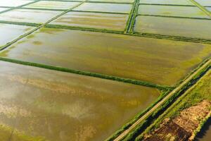 The rice fields are flooded with water. Flooded rice paddies. Agronomic methods of growing rice in the fields. photo