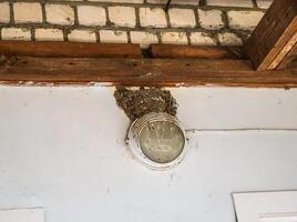 de golondrina nido en el pared. aves nido en un de la persona hogar foto