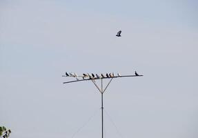 Pigeons on the seat, breeding domestic pigeons. photo