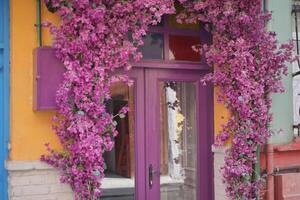 purple wood door texture background with flower photo
